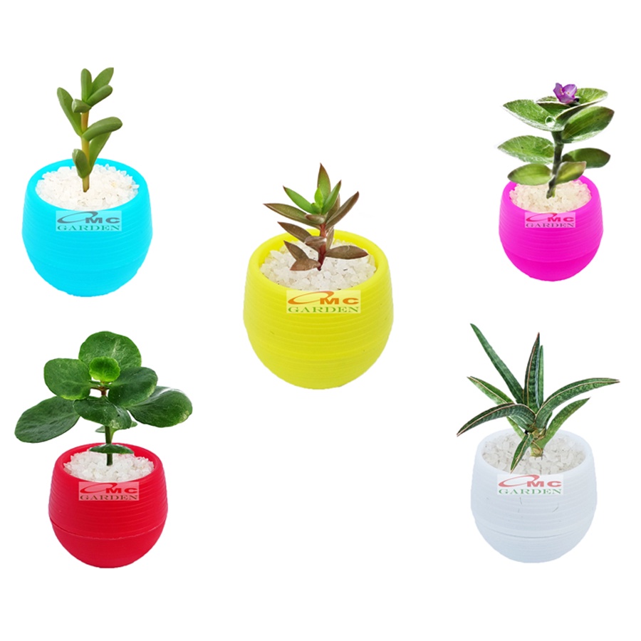 Tanaman Hias Sukulen Sekulen Mini Succulent Kaktus plus Pot Bola Warna SKLN-021-025