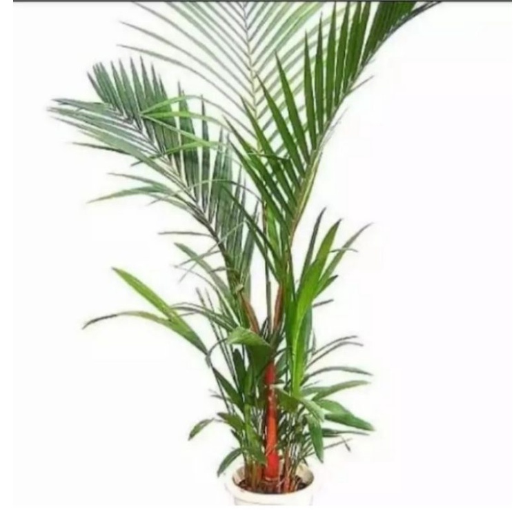 bibit palem merah 1 meter up