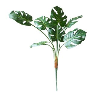 Monstera leaves