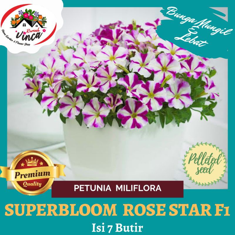 BENIH/BIJI BUNGA PETUNIA SUPERBLOOM ROSE STAR F1