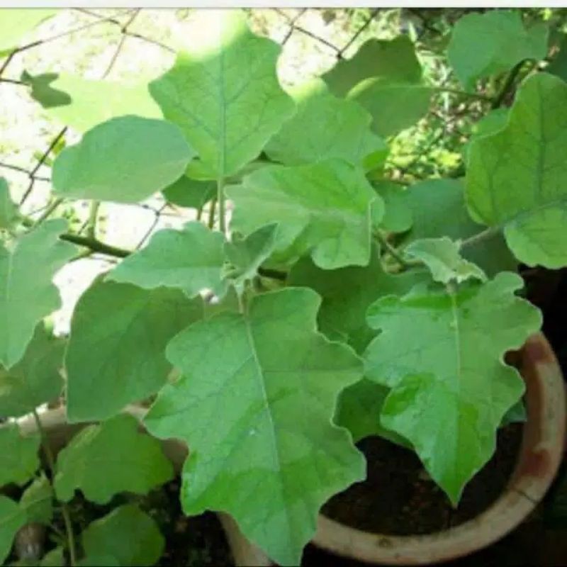 1 pcs bibit tanaman  buah takokak buah cepokak benih takokak stek takokak