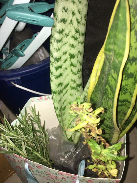 Tanaman Hias Lavender