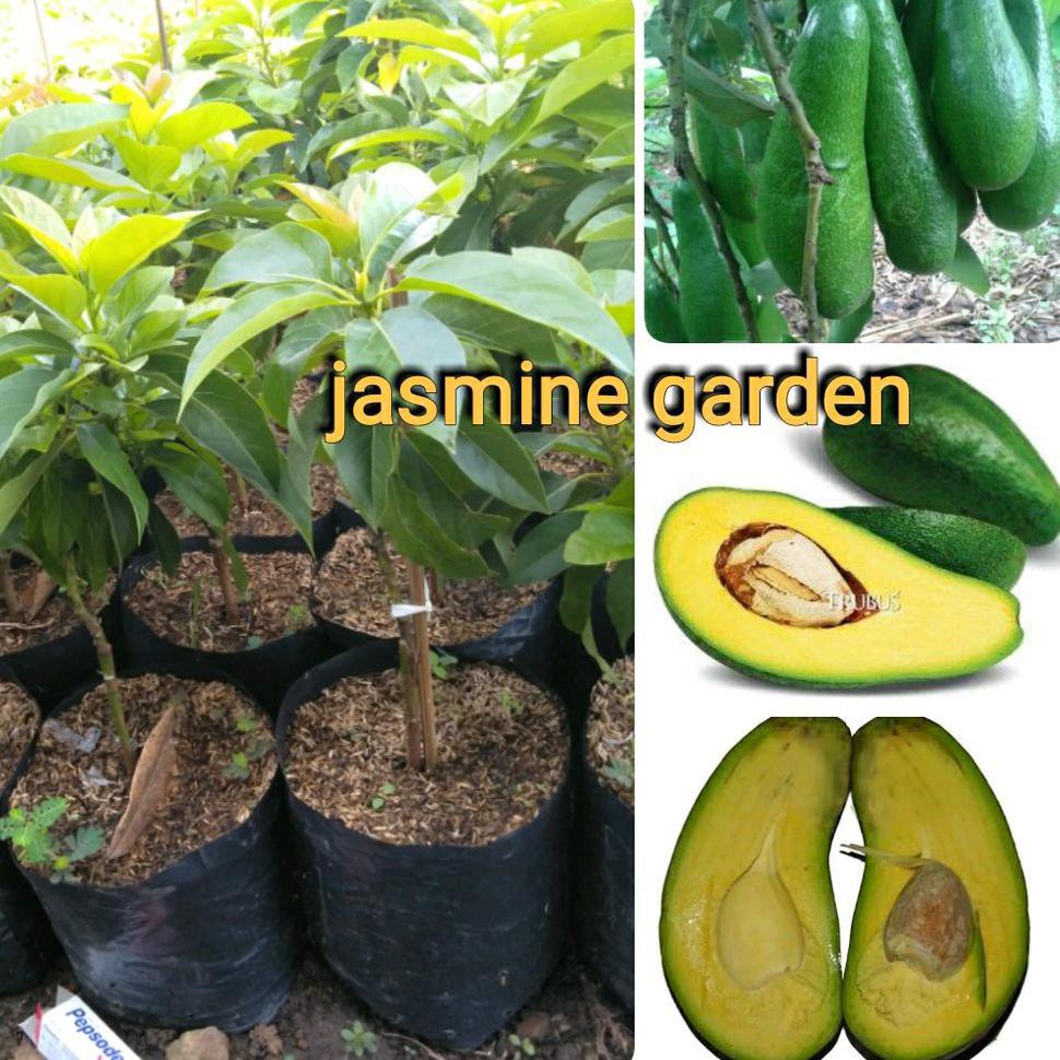 U* BIBIT BUAH ALPUKAT MENTEGA ALIGATOR *_$