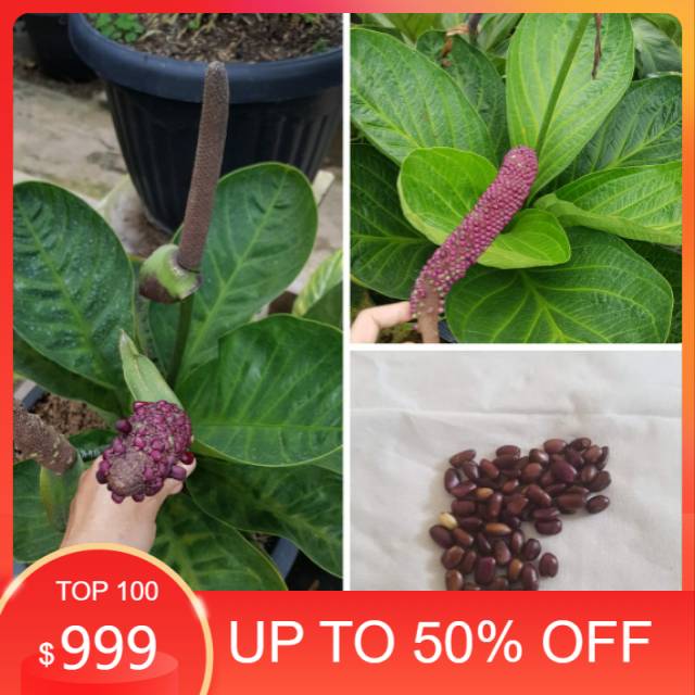 Biji Anthurium Jemani Mangkok