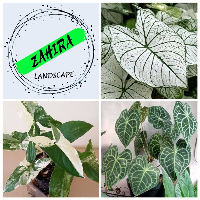 PROMO! Paket 3 Tanaman Hias Keladi - 3 Jenis Keladi + Syngonium