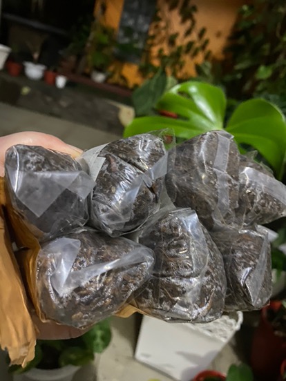 Tanaman Hias Keladi Wedlandi