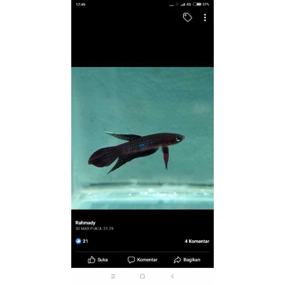 wild betta coccina/cupang liar