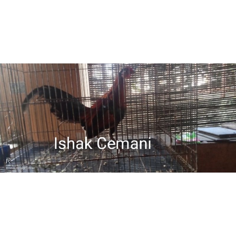 Ayam Hutan Merah Jantan Dewasa Jinak  Baca Diskripsi