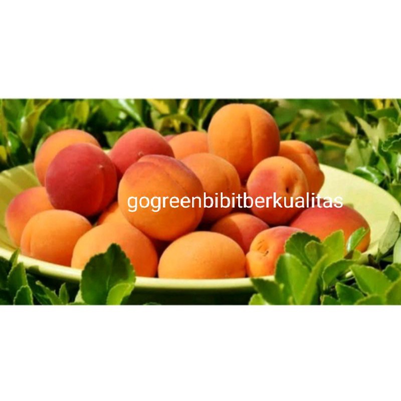 bibit buah aprikot atau prunus armeniaca