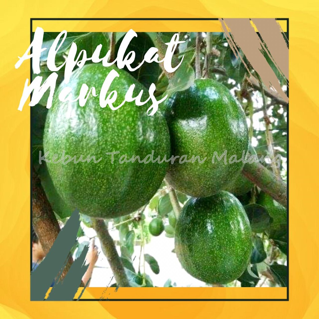 Bibit Alpukat Markus -Tanaman Buah Alpukat jumbo Markus kualitas super