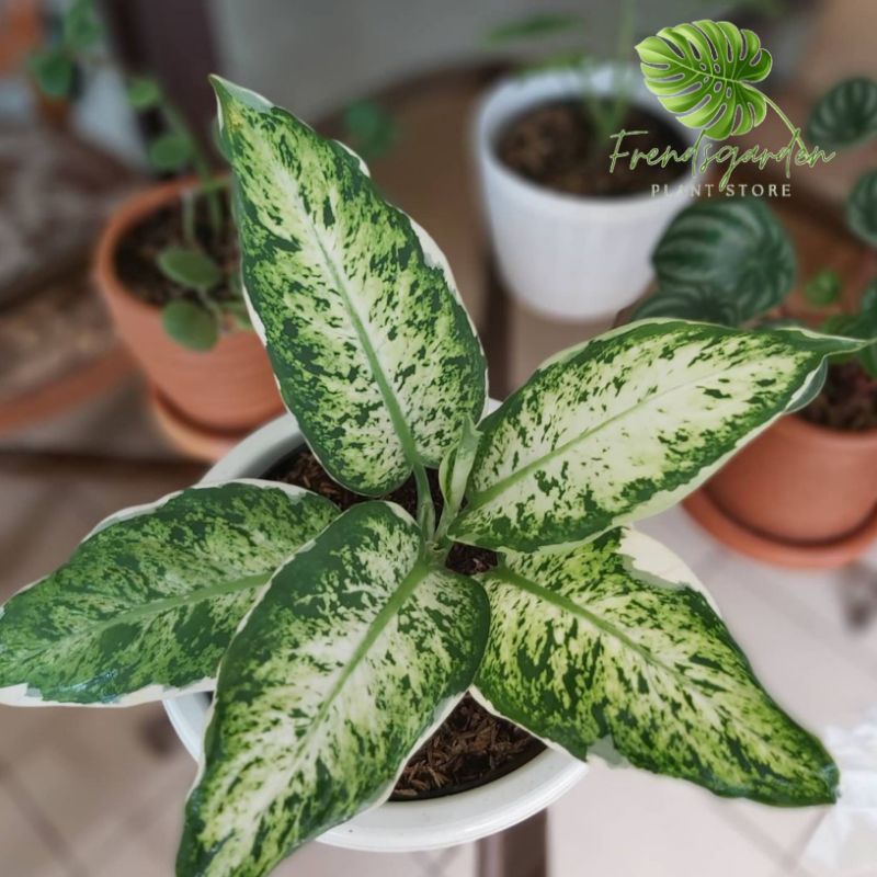 Tanaman hias aglonema sparkle variegata - Aglonema sparkle varigata