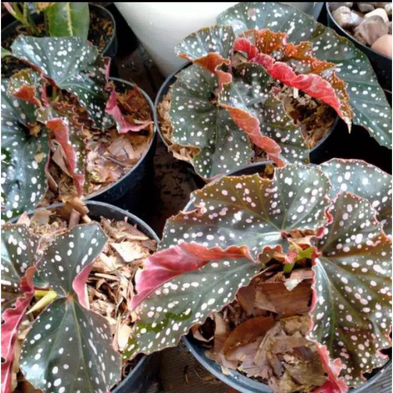 tanaman hias begonia tutul