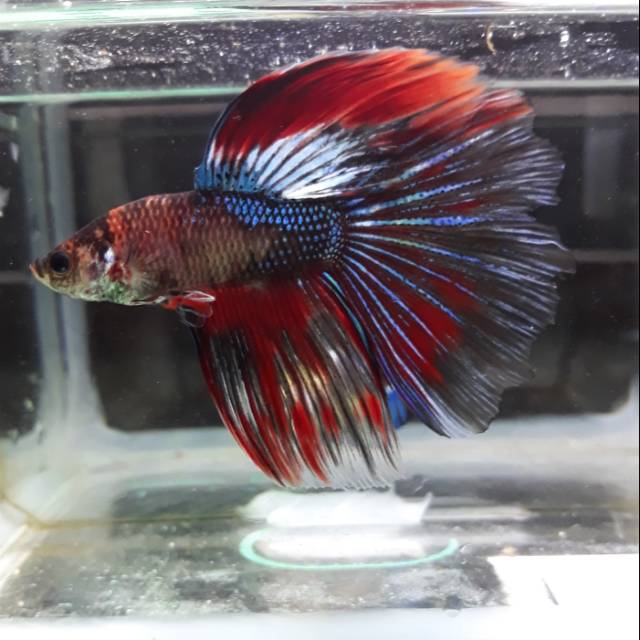 

Ikan cupang halfmon fancy