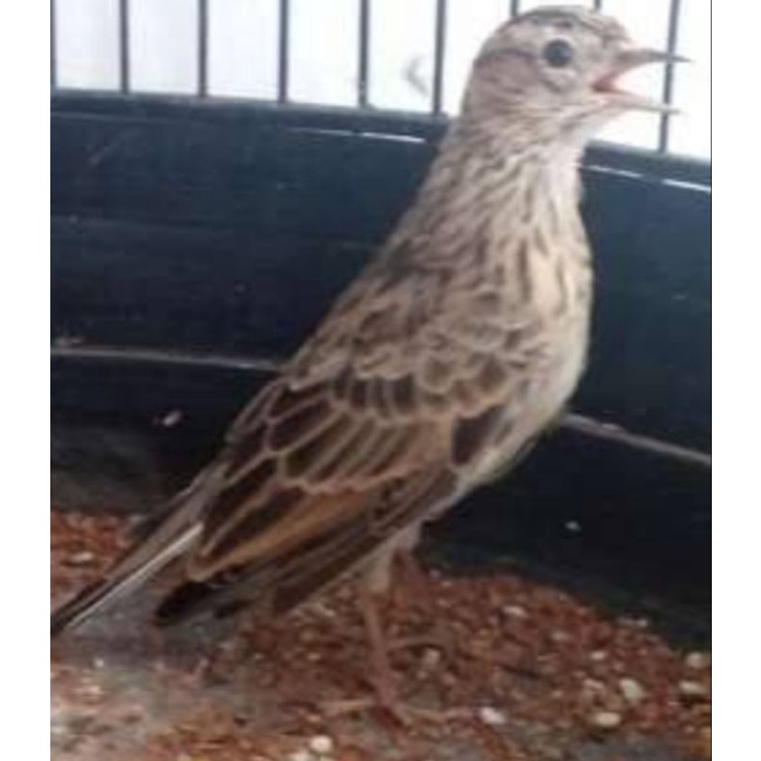 burung branjangan sonca jantan