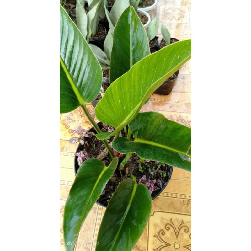 tanaman hias Philodendron Puqii / philodendron daun hijau anakan