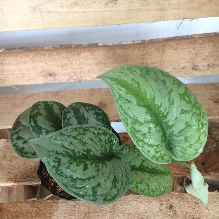 Tanaman Gantung Rambat Srigading Sri Gading Sirih Gading Silver