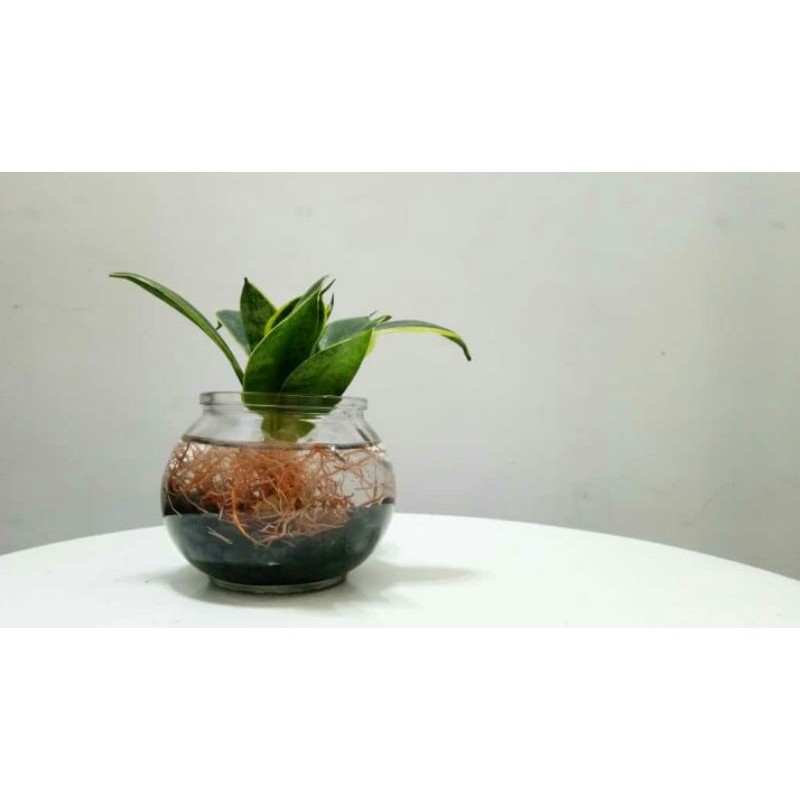 Vas bunga bulat kaca / vas Bulat