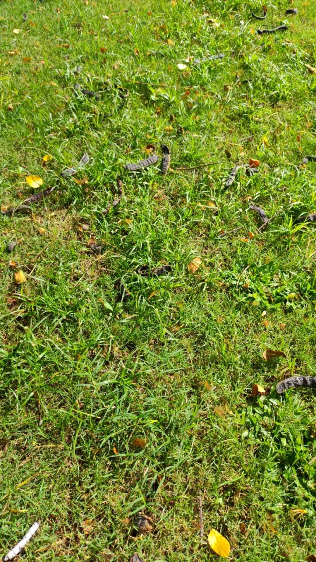 Obeng Tespen Bolak Balik Bening  |  Tes Pen  |  Test Pen 2way