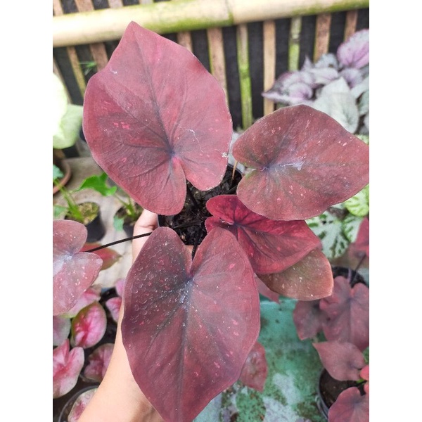 Caladium Keladi chocolatos