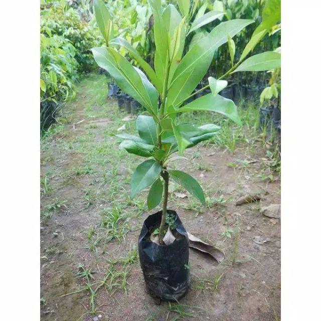 Bibit Tanaman Buah Sawo Kecik