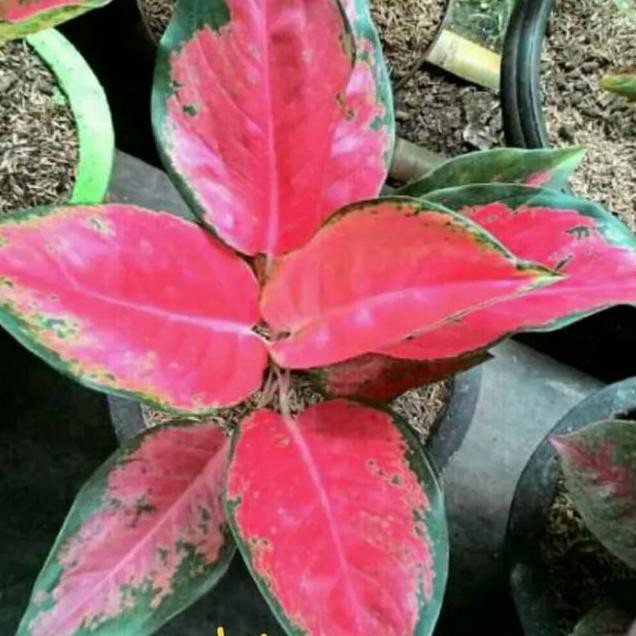 Tanaman Hias Aglonema Kocin - Bunga Aglonema Kocin