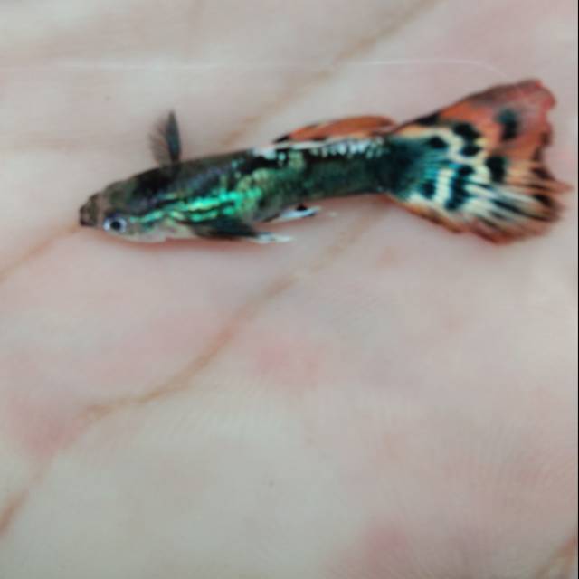 

Ikan hias guppy mozaik