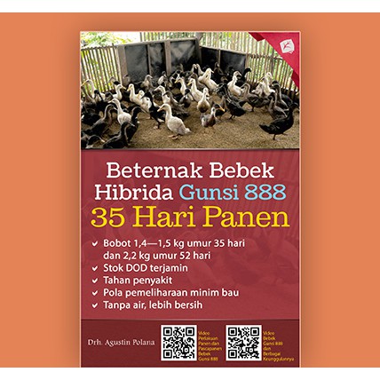 BERTERNAK BEBEK HIBRIDA GUNSI 888 : 35 HARI PANEN