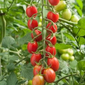 Benih Tomat Ceri Rampai Lebat Kecil Sebesar Kelereng) Bibit Sayuran Rempai Sayur Bintang Asia ✔isi 2