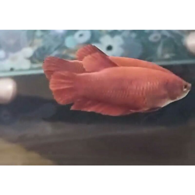 cupang female super red