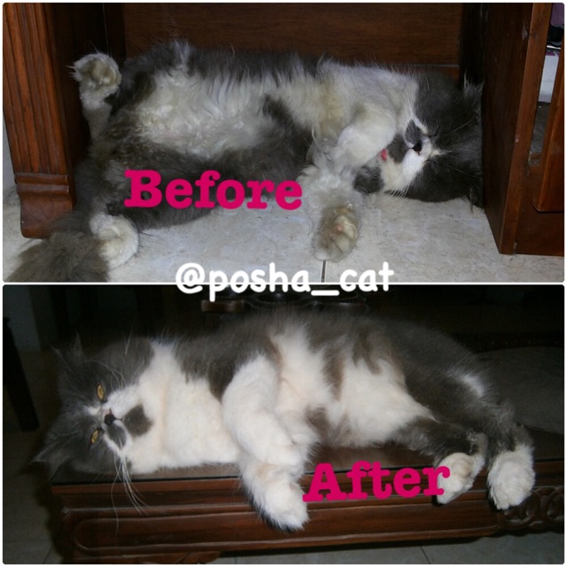 Paket Anti stain (noda) posha_cat | isi 3 produk | skincare kucing