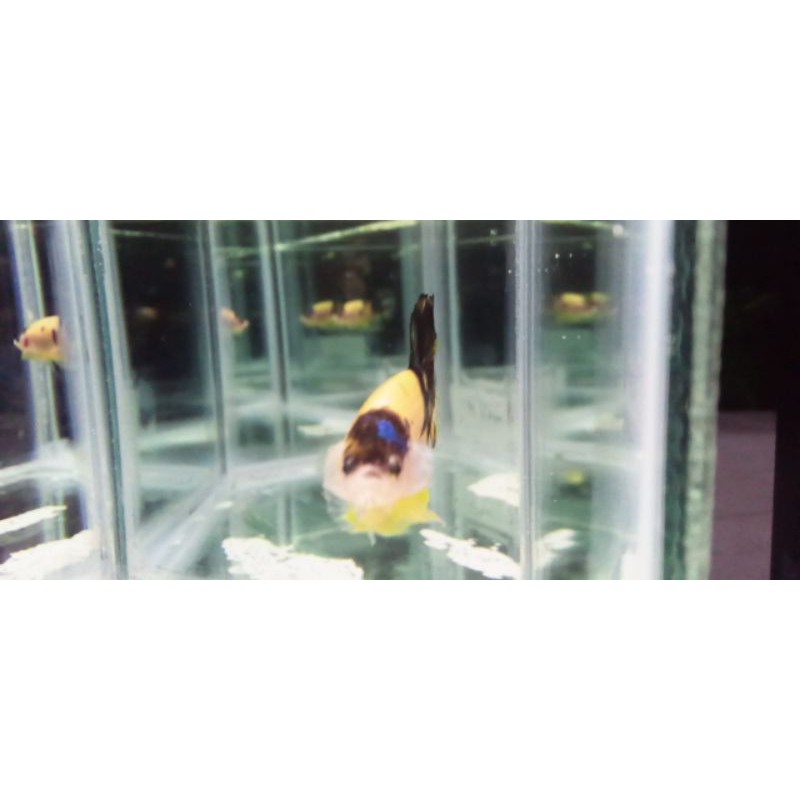 Cupang Like Tancho Yellow Koi Rare Motif Male Real PIC / Real PICT / Real Foto / Real Video Size M