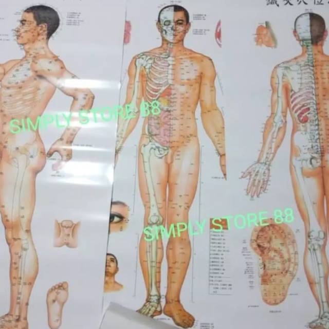 Gambar poster titik akupuntur 3 sisi laki laki