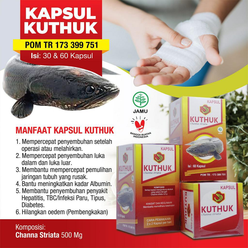 KAPSUL KUTUK PREMIUM QUALITY KUTHUK Albumin Ikan Gabus Original Izin BPOM Obat Herbal pengering Luka