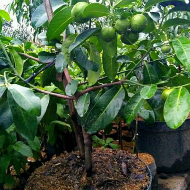 Tanaman Black Sapote / Sawo Hitam Berbuah