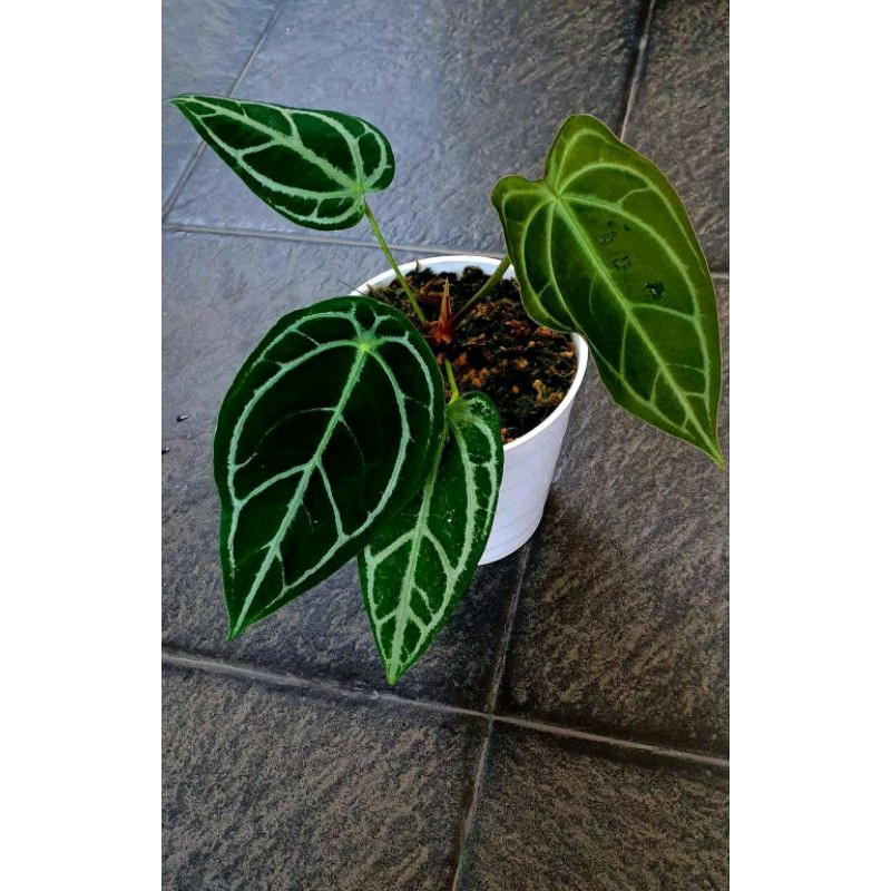 Anthurium Forgetti Hybrid