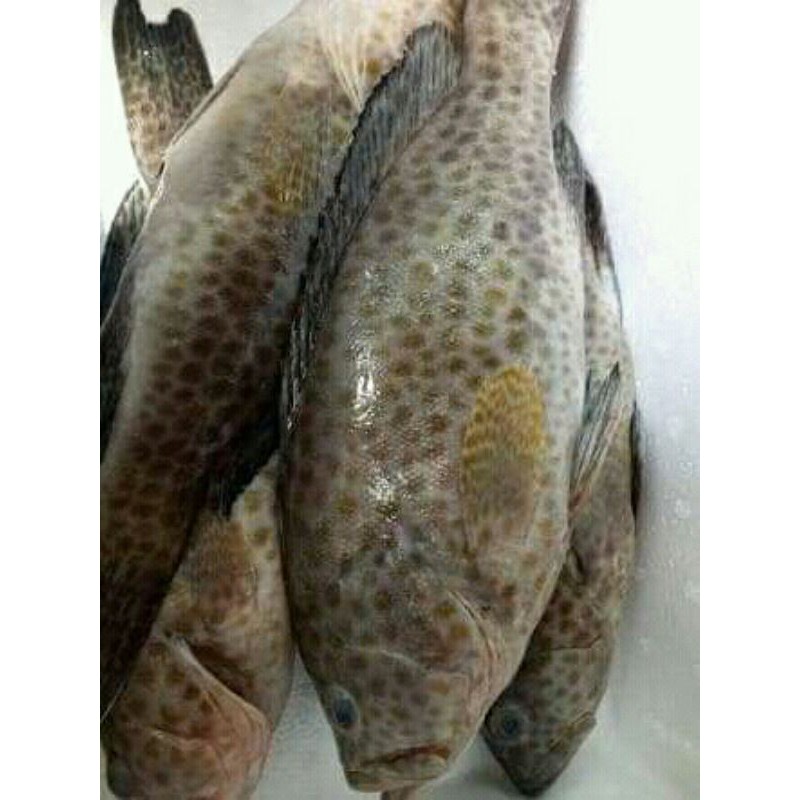 Jual Ikan Kerapu Totol Segar Shopee Indonesia