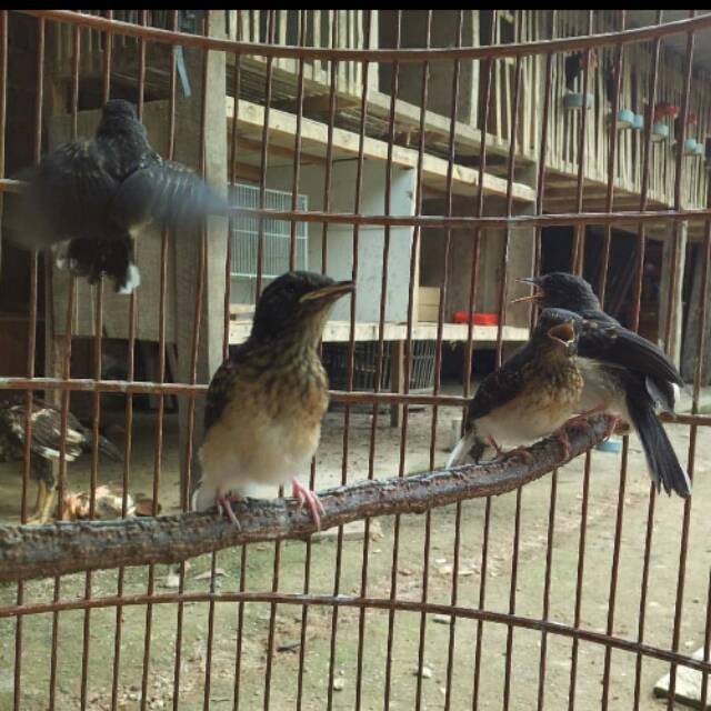 Burung Murai Batu Nias Medan Lampung Blasteran Lampung Nias