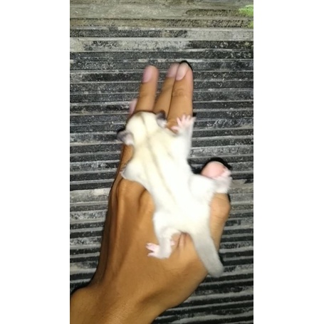 Joey wf platinum betina