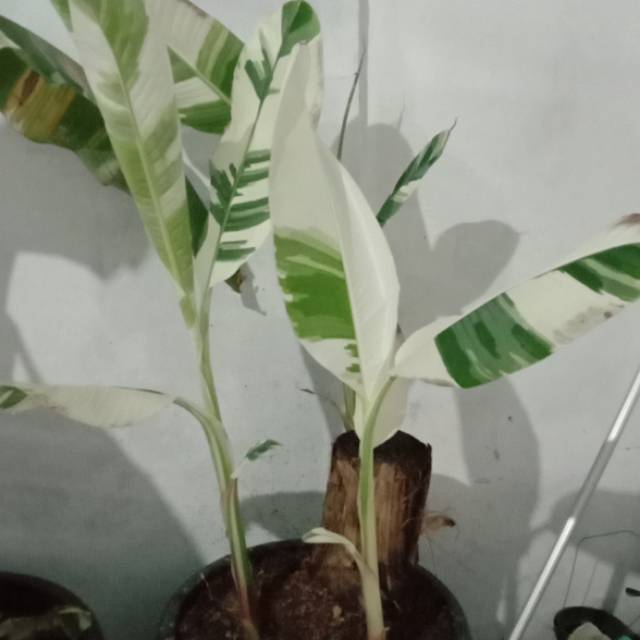 Tanaman buah pisang varigata