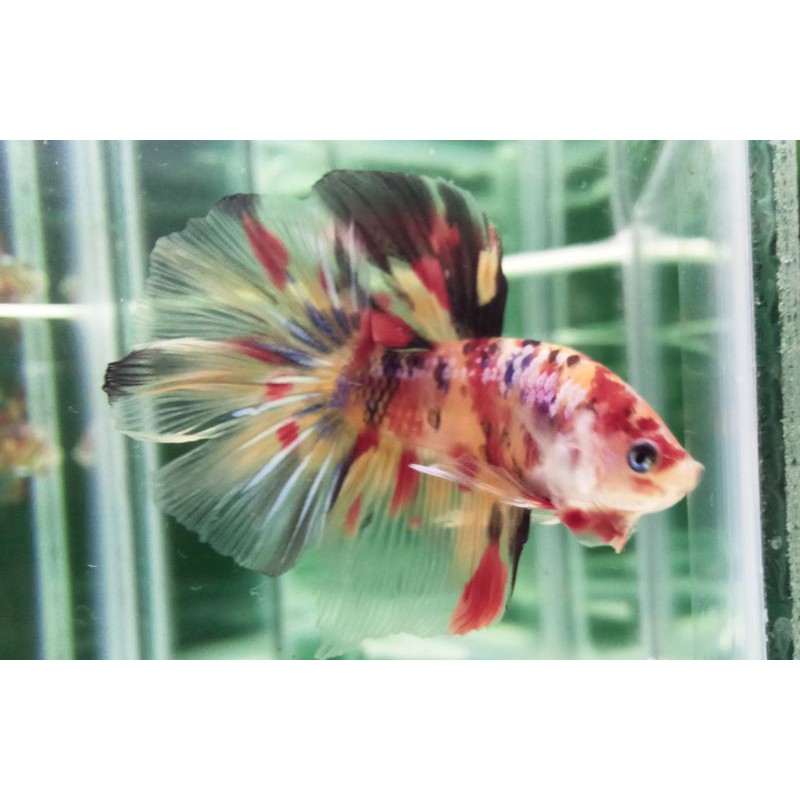 cupang Hias Halfmoon Nemo Multi / HM Nemo Multi Real Pict / Real Foto / Real Video