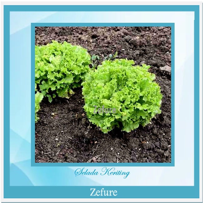Bibit Selada Keriting Benih Selada Benih Sayuran Lalapan
