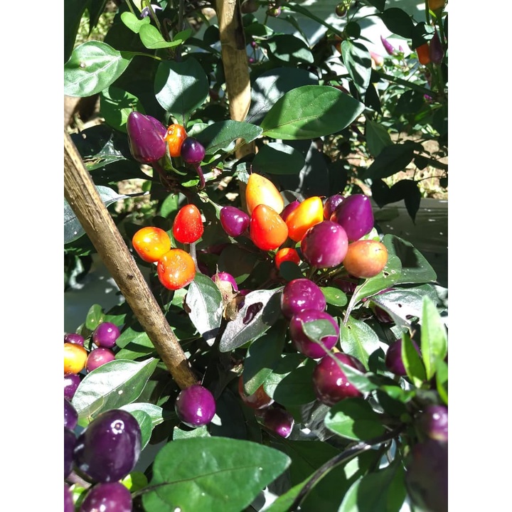 Benih Bibit Biji - Cabai Purple Candle Light Cabe Pelangi Rainbow Pepper Seeds