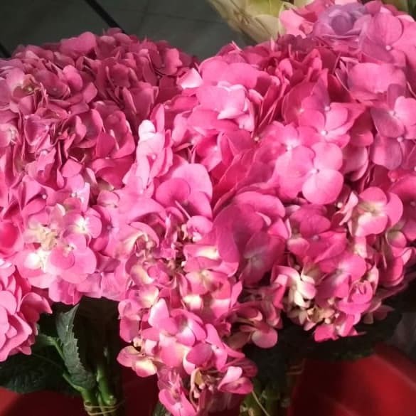 bunga hydrangea asli/ hortensia premium