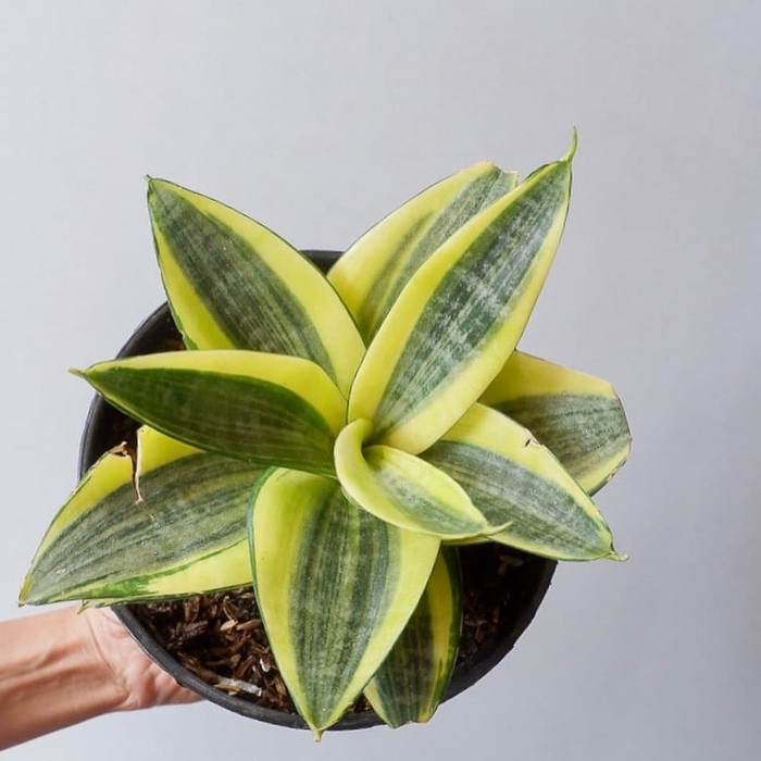 Tanaman hias Sansivera - Tapis kodok Gold - sansivera mini