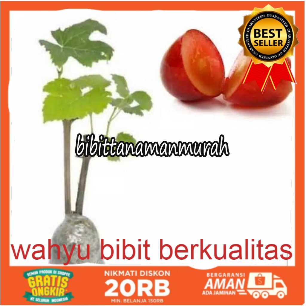 

Anggur merah tanpa biji