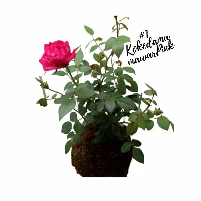 TANAMAN HIAS KOKEDAMA BUNGA ROSE MAWAR PINK COD PROMO SUPER