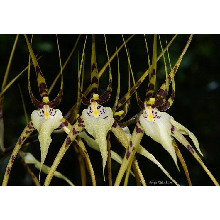 Anggrek Brassia Arcuigera