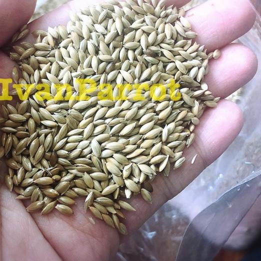❀ BIJI KENARI CANARY SEED 1 KILOAN MERK VITA IMPORT ✈