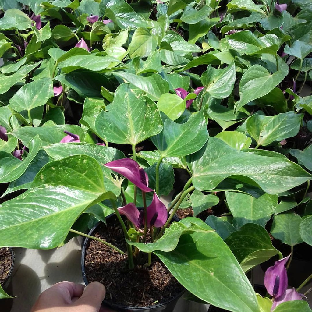 tanaman hias anthurium mini ungu