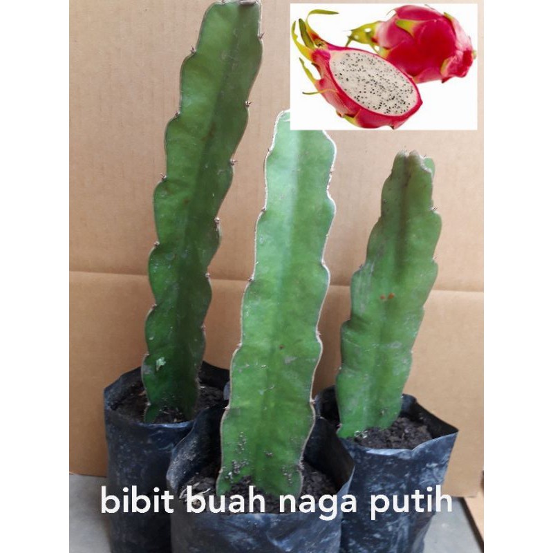 SUPER SALE| bibit buah naga putih |OKULASI